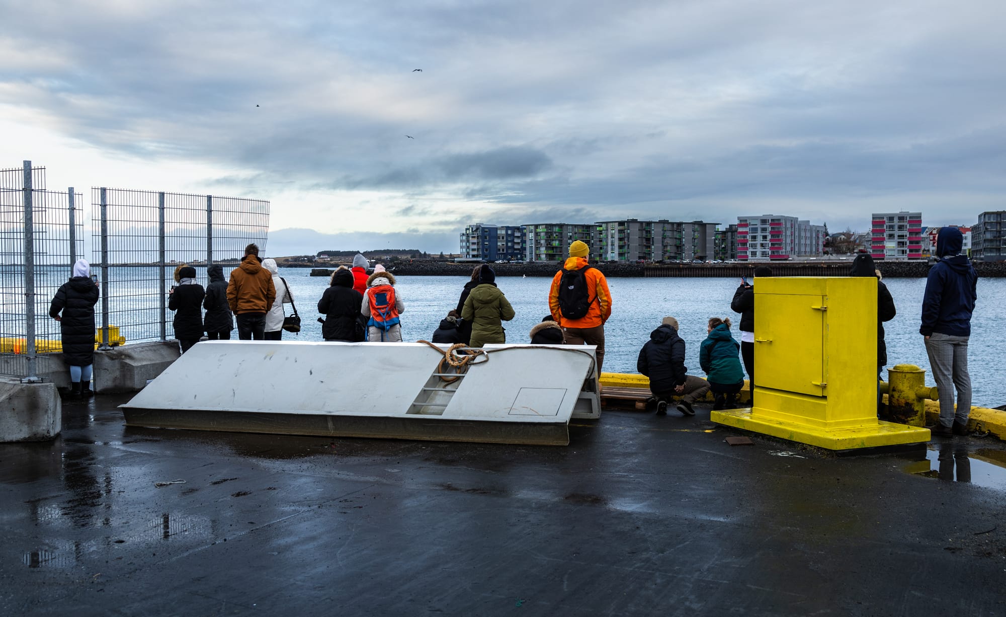 An Elusive Encounter at the Port of Hafnarfjörður