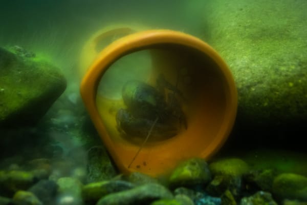 Open-Air Aquariums Exist