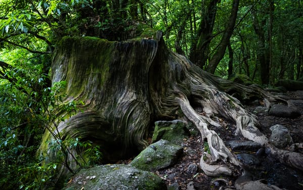 Echoes of an Edo-Era Logging Frenzy