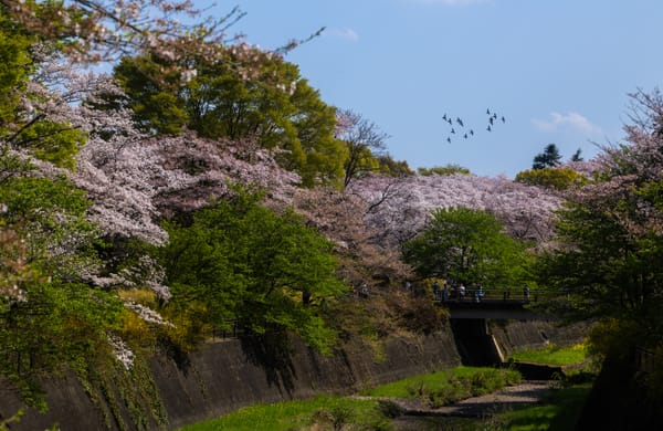Sakura-Bathing in Showa Kinen Park